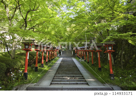 鞍馬寺参道の新緑が眩しいモミジと灯籠 横構図4 鞍馬寺参道の新緑が眩しいモミジと灯籠 横構図4 114933171