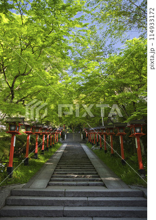 鞍馬寺参道の新緑が眩しいモミジと灯籠 縦構図2 鞍馬寺参道の新緑が眩しいモミジと灯籠 縦構図2 114933172