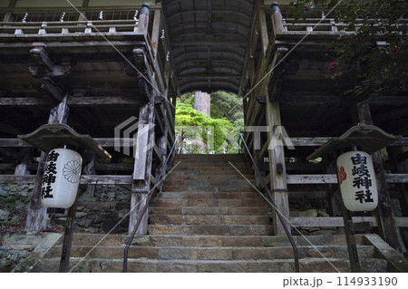 由岐神社　荷拝殿から望む新緑と大杉さん　横構図1 114933190