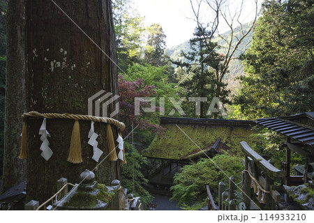 参道から望む大杉さんと荷拝殿の苔むした屋根　横構図1 114933210