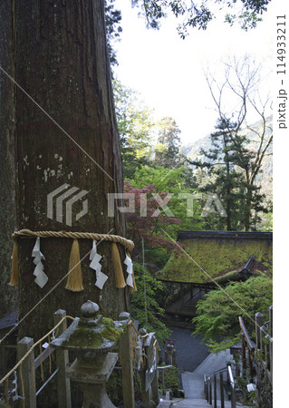 参道から望む大杉さんと荷拝殿の苔むした屋根 縦構図1 参道から望む大杉さんと荷拝殿の苔むした屋根 縦構図1 114933211