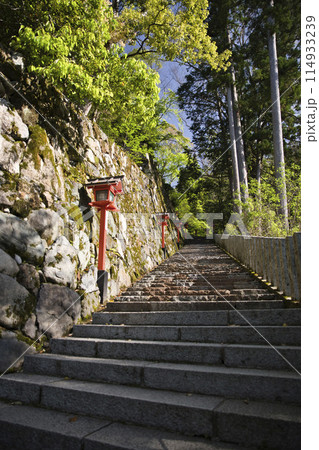 鞍馬寺　木漏れ日が美しい参道　縦構図2 114933239