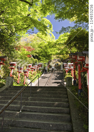 鞍馬寺 新緑が眩しい参道の木々 縦構図2 鞍馬寺 新緑が眩しい参道の木々 縦構図2 114933256
