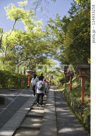 鞍馬寺 新緑が眩しい参道の木々 縦構図3 鞍馬寺 新緑が眩しい参道の木々 縦構図3 114933258
