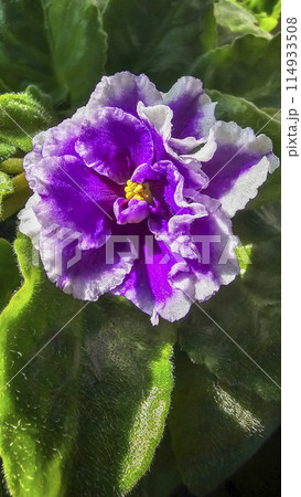 Homemade violets of different colors standing on the windowsill. Flower breeding 114933508