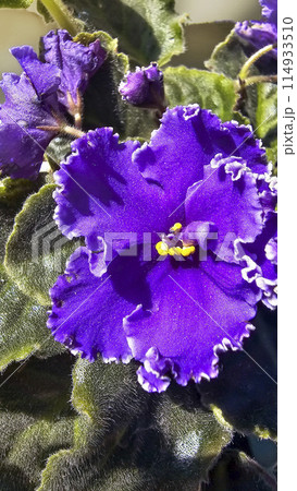 Homemade violets of different colors standing on the windowsill. Flower breeding 114933510