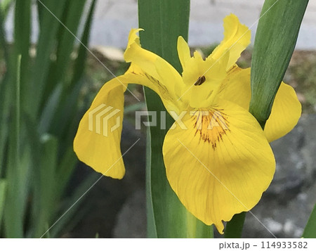 黄色い菖蒲 黄色い菖蒲 114933582