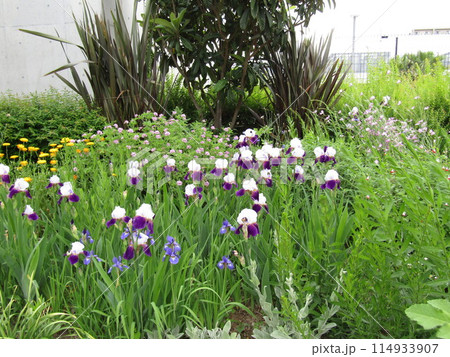 五月の花ジャーマンアイリス大きいの花 114933907