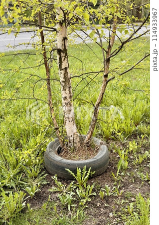A sapling has been planted within an old tire, repurposed as a garden planter in a grassy field. Close-up A sapling has been planted within an old tire, repurposed as a garden planter in a grassy field. Close-up 114933967