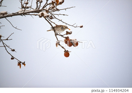 ムクドリ 114934204