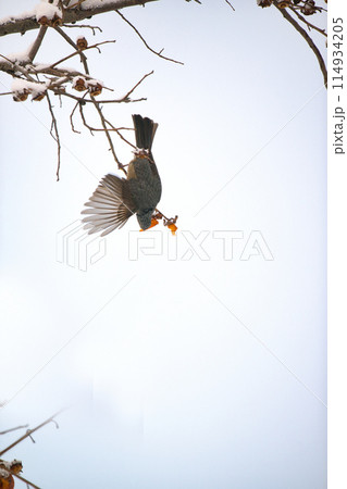 ムクドリ ムクドリ 114934205