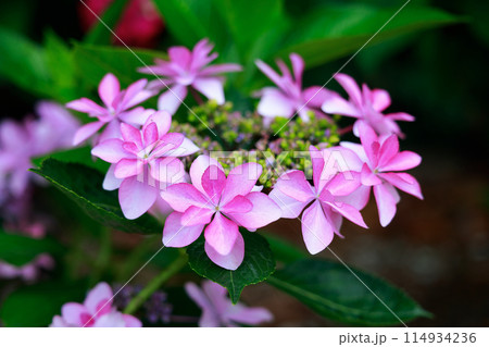 高知のアジサイ 114934236