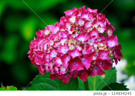 高知のアジサイ 114934245