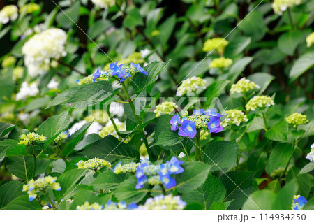 高知のアジサイ 114934250