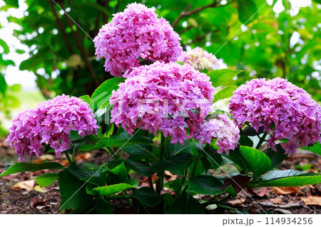 高知のアジサイ 114934256