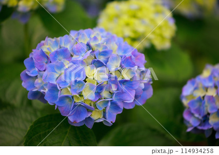 高知のアジサイ 114934258