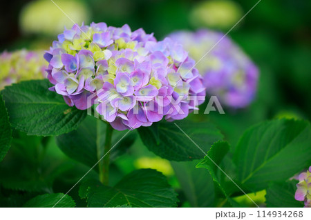 高知のアジサイ 114934268