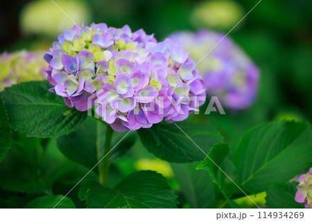 高知のアジサイ 114934269