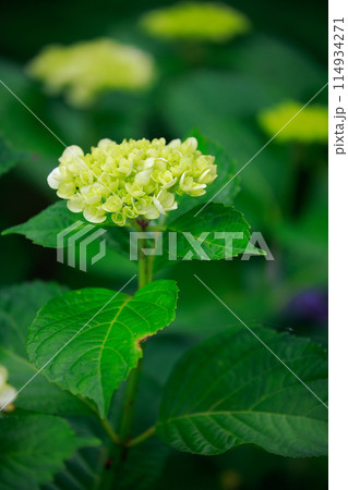 高知のアジサイ 高知のアジサイ 114934271