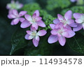 ピンクの紫陽花 114934578
