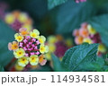 ランタナの花のある風景 114934581