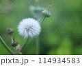 ノゲシの綿毛 114934583