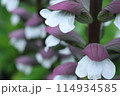 アカンサスの花 114934585