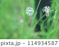 ヘラオオバコの花 114934587