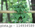 木に巻き付くツタ 114934589