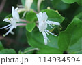 白いスイカズラの花 114934594