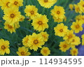 繁茂するオオキンケイギク 114934595