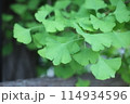 若い イチョウの葉 114934596