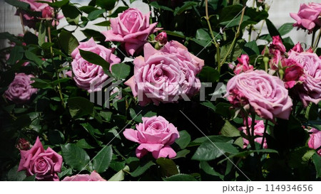 満開のバラ「ブルーパフューム」 満開のバラ「ブルーパフューム」 114934656