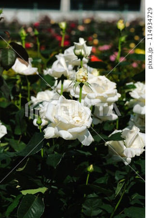 白いバラ「ホワイトクリスマス」 114934729