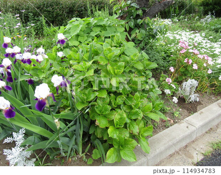 五月の花ジャーマンアイリス大きいの花と紫陽花 114934783