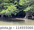 密度の高い沖縄での池と植林 114935066