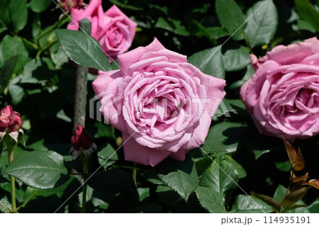 満開のバラ「ブルーパフューム」 114935191