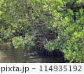 密度のある沖縄の池と植林 114935192