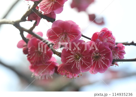 赤い梅の花 赤い梅の花 114935236
