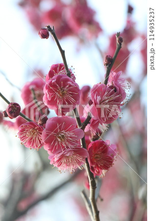 春の訪れを告げる梅の花 114935237