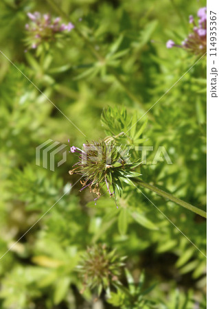 Caucasian crosswort Caucasian crosswort 114935367