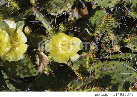 Eastern Prickly Pear Eastern Prickly Pear 114935379