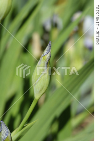 Miniature Tall Bearded Iris Quagga 114935381
