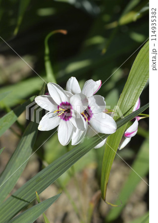 Corn Lily 114935382