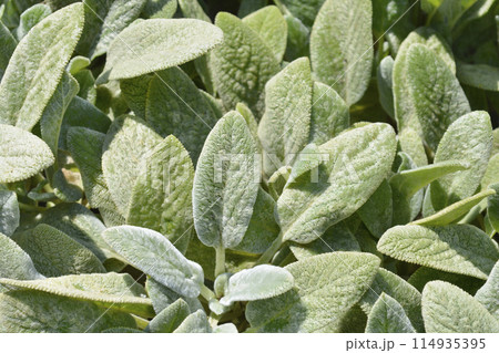 Lambs ears Silver Carpet Lambs ears Silver Carpet 114935395