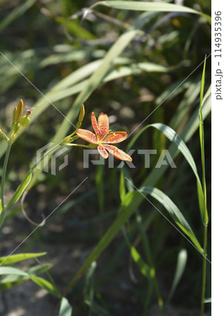 Blackberry lily Blackberry lily 114935396