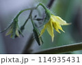 トマトの花 114935431