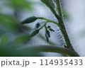 トマトの蕾 114935433