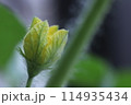 スイカの雄花 114935434