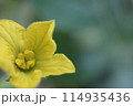 黄色いスイカの花 114935436